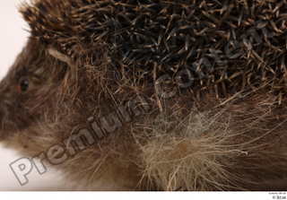 Hedgehog - Erinaceus europaeus  3 body whole body 0001.jpg